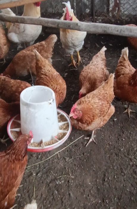 Куры несушки  Ломан Браун продам
