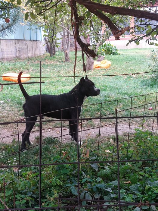 Вязка !!! Американский пит- бультерьерр ...