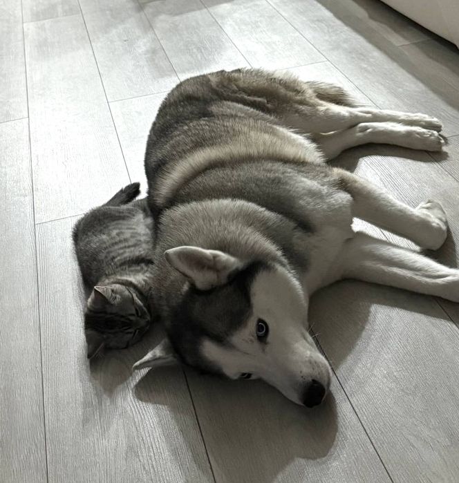 Хаски вязка кобель