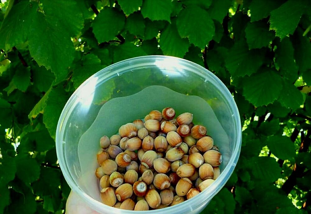 Продам дачу 7.5 сот, р/н Телецентр, общ. "Кристалл"