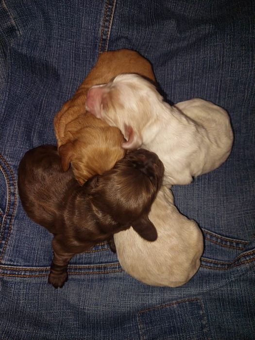 Бронь щенков русской спаниели!