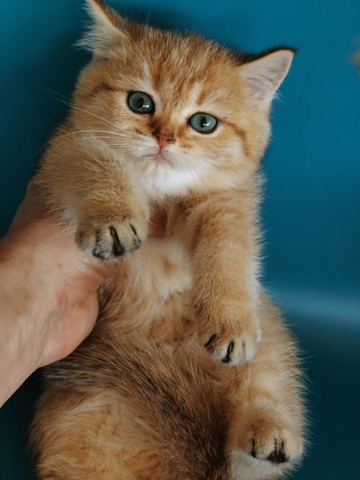 Золотые Шиншиллы Алматы