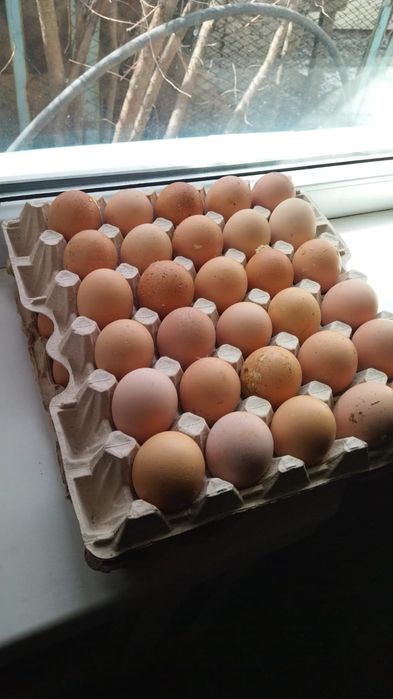 Продам домашних кур несушек
