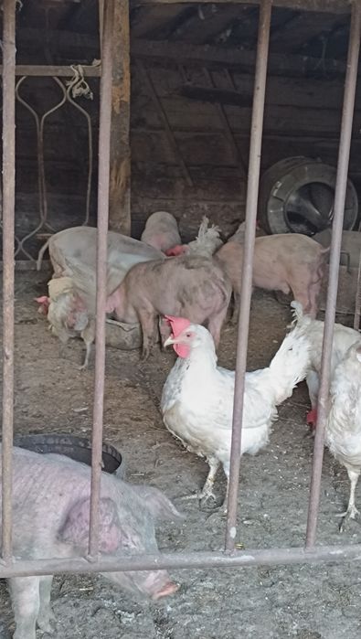 Продам поросят 2 месяца