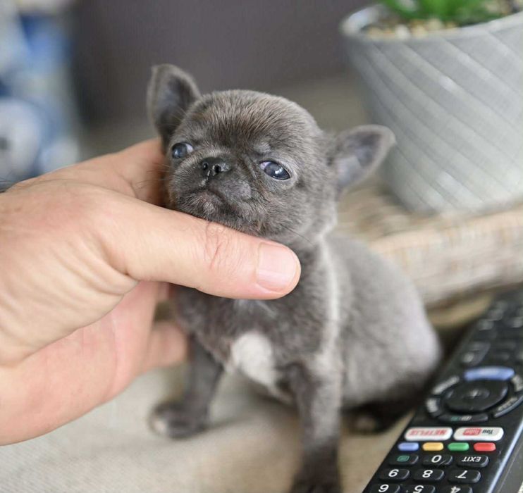 Женско миниатюрно чихуахуа синьо