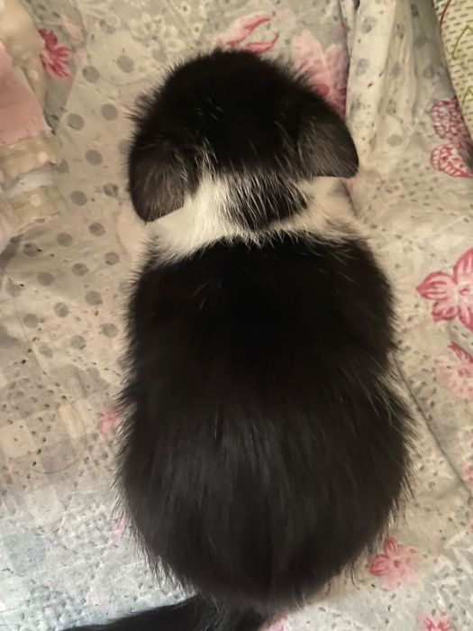 Котенки мальчики в добрые любящие руки