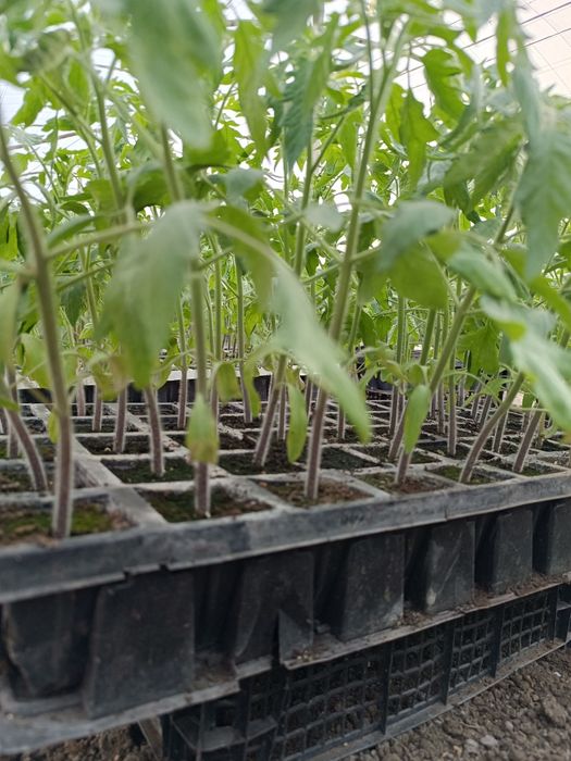 Разсад розови Домати