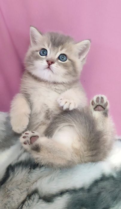 Продаются чистокровные котята