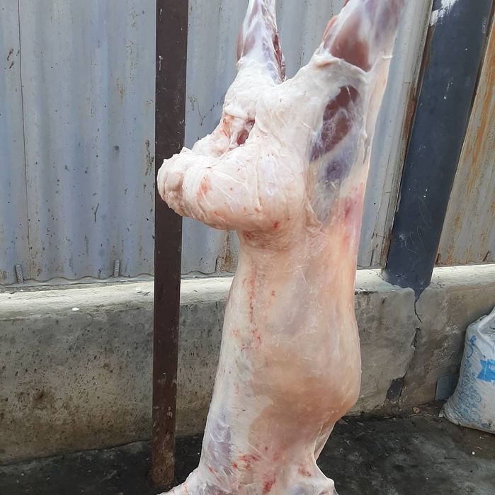 Кой токты тусак кошкар