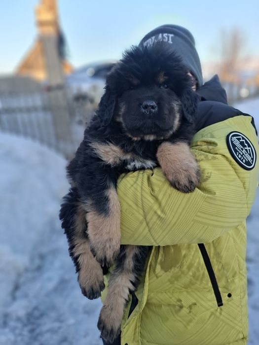 Продам щенков Тибетского мастифа