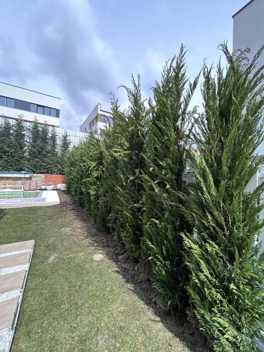 Leylandii de vânzare – ideal pentru gard viu.