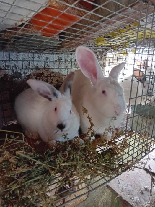 Kалифорнийски и новозеландски зайци - цика