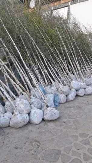 Tei Mirositor Tilia Tomentosa – Parfum și Umbră Garantată