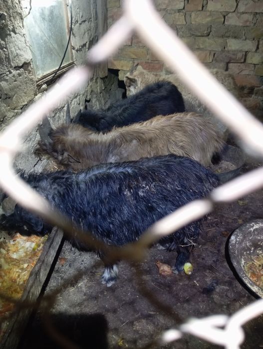 Лақтар сатылады. Сабалақта.