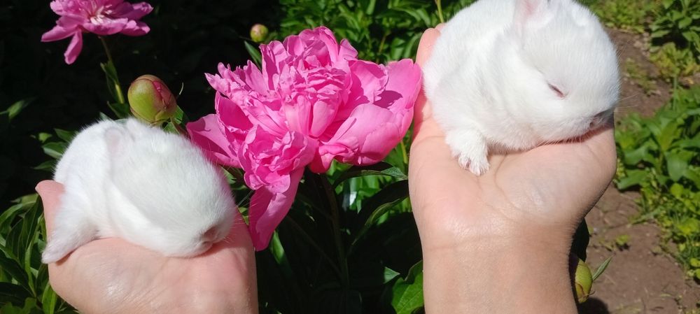 Germilin kalta quloq karlik bolalari