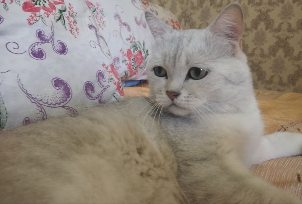 Вязка шиншилла серебро