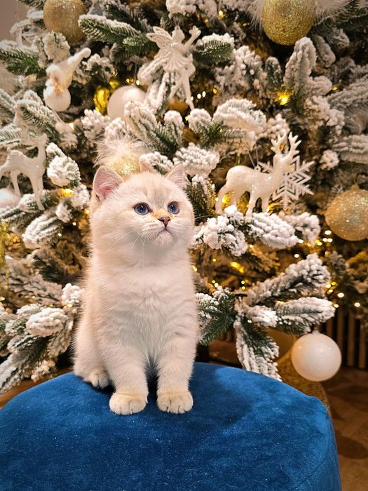 Pisicuță British Shorthair Silver Chinchilla cu Pedigree