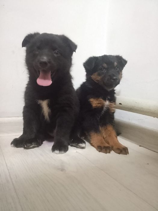 Щенки в хорошие руки