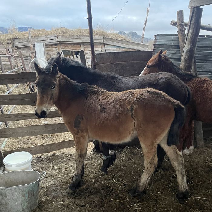 продам 1 Жеребец и 3 тай