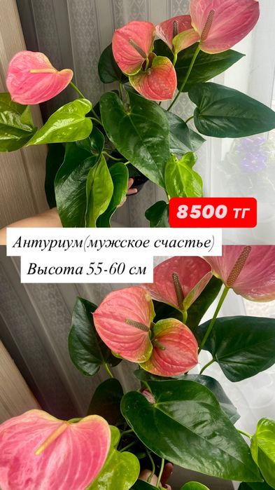 Комнатные цветы.