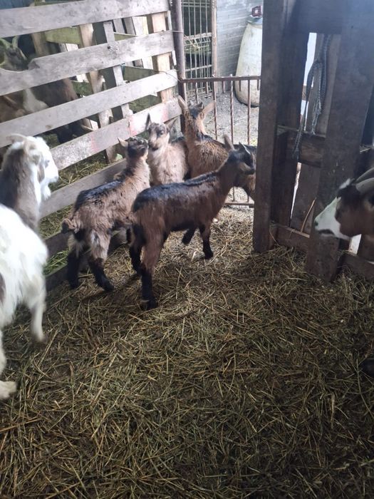 De vînzare iezi pentru pasti