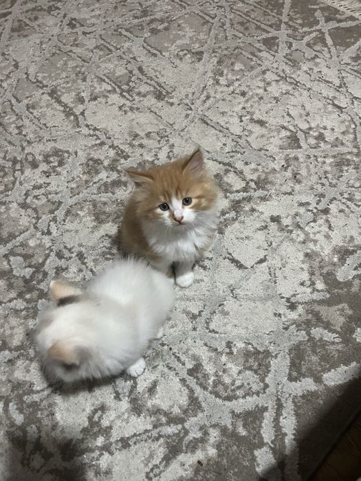 Отдам котят добрые руки