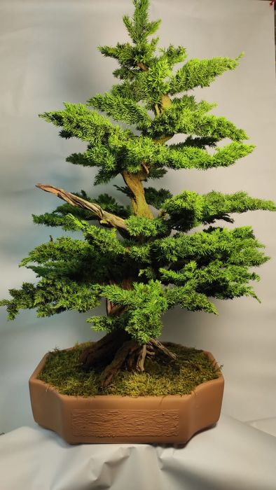 Продам Бонсай (голубой мозжевельник)