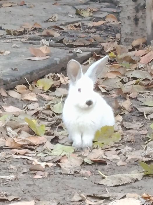Продается кролики породы Калифорния