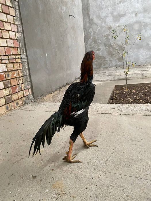 Dakan xoroz sotiladi