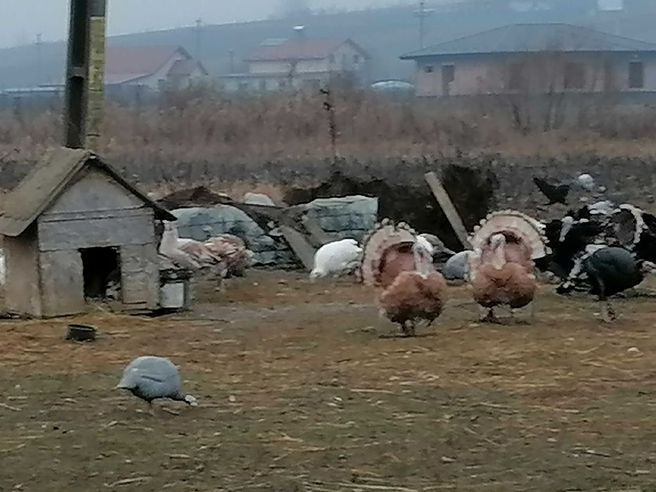 Bibilici (pichiri), gâște, rațe de vânzare.