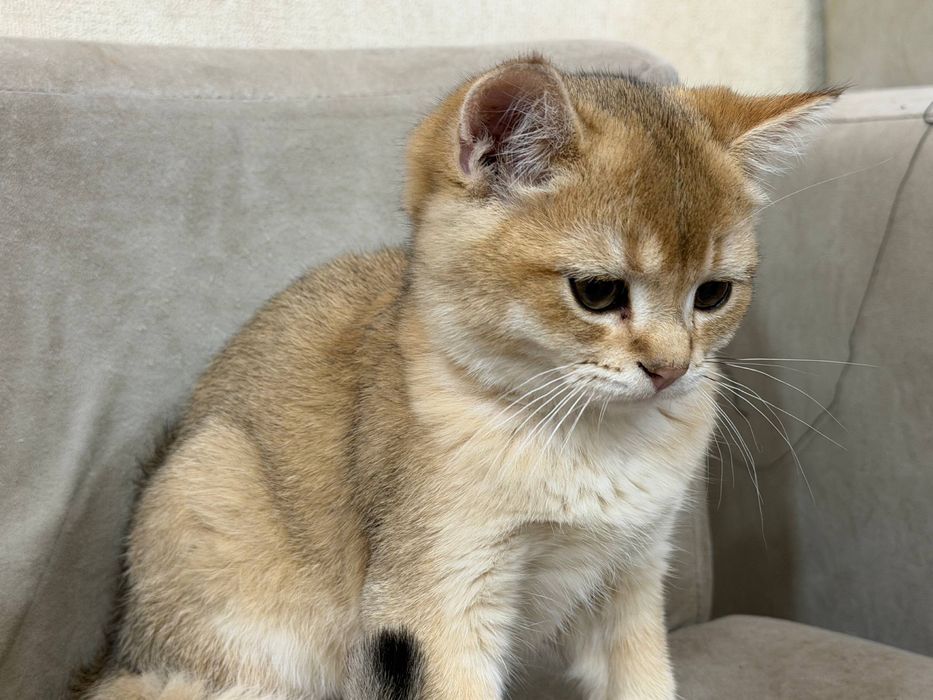 Золотой шиншила ny25