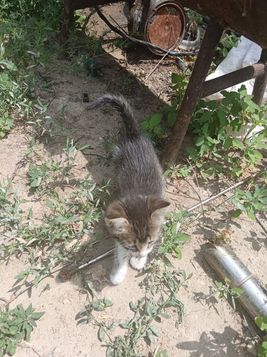 Бесплатно в добрые руки