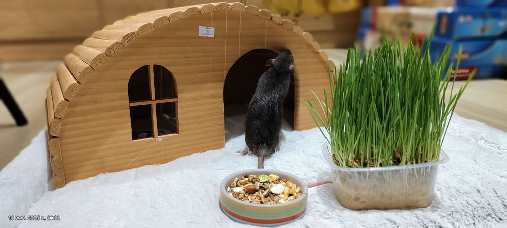 Крыса малыш,крысы,крыски