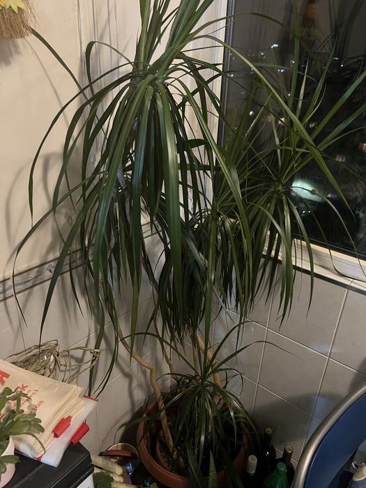 Драцена, отгледана в домашни условия