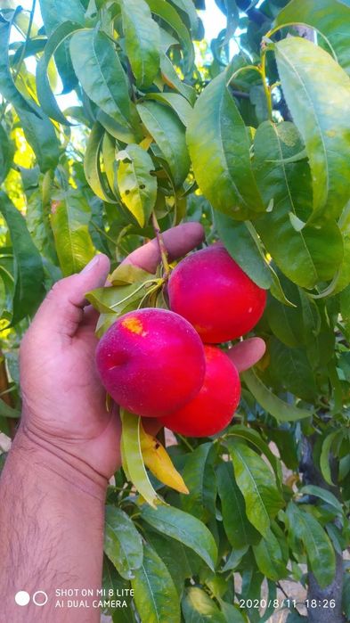 SHOFTOLI ШОФТОЛИ koʻchatlari sotuvda sortiga qonuniy kafolat beramiz