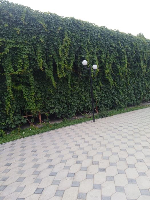 Дикий виноградтын ормелеп осетин гулдин налерин сатаман