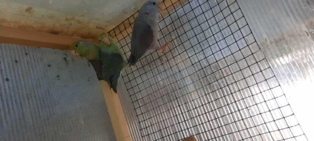 Papagali forpus sunt de anul trecut scoși la mine parinti au deja pui