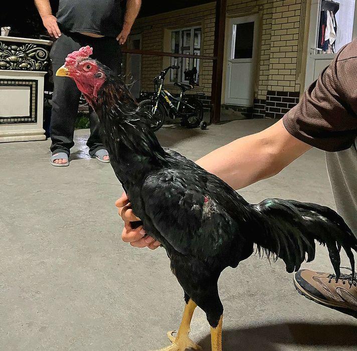 Продам трех петухов бойцов