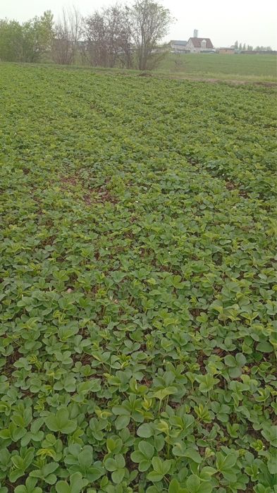 Рассада клубники