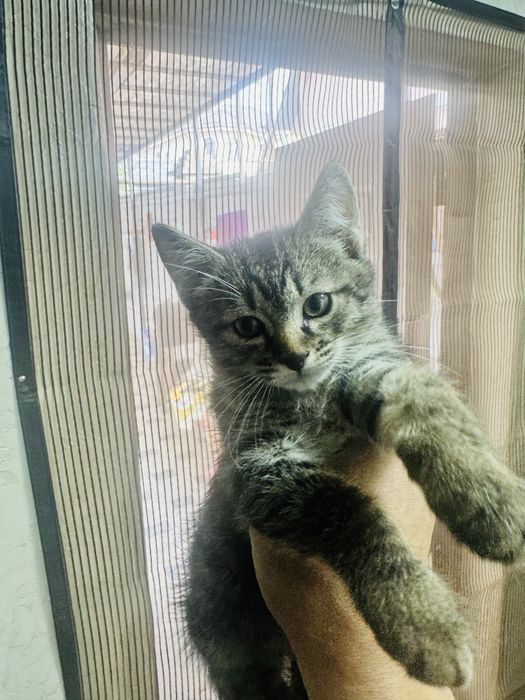 Отдам котят котята