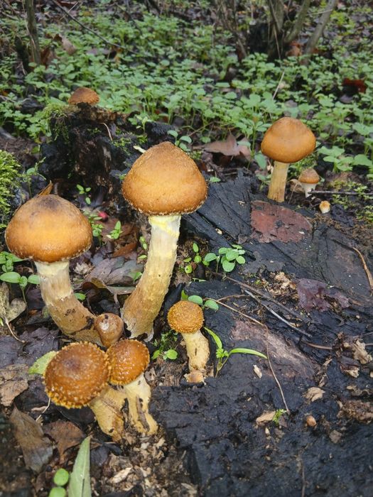 Vând ghebe delicioase!