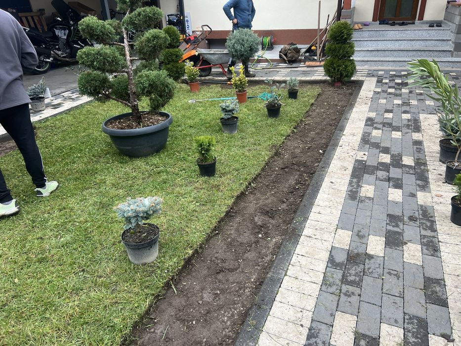 Curatare pomi fructiferi, tuya, plante ornamentale, irigatii