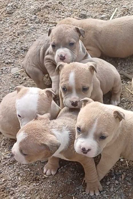 Пит-буль    щенки