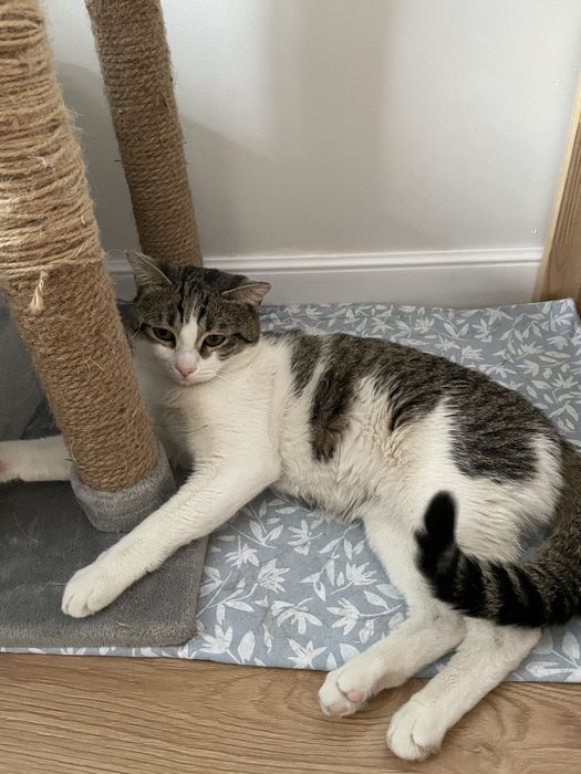 Подарите дом котику