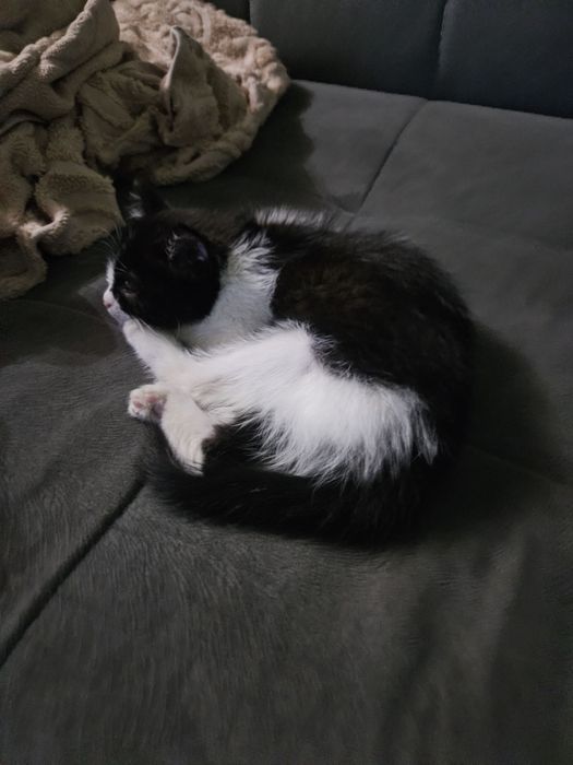 Котёнок чёрна белый