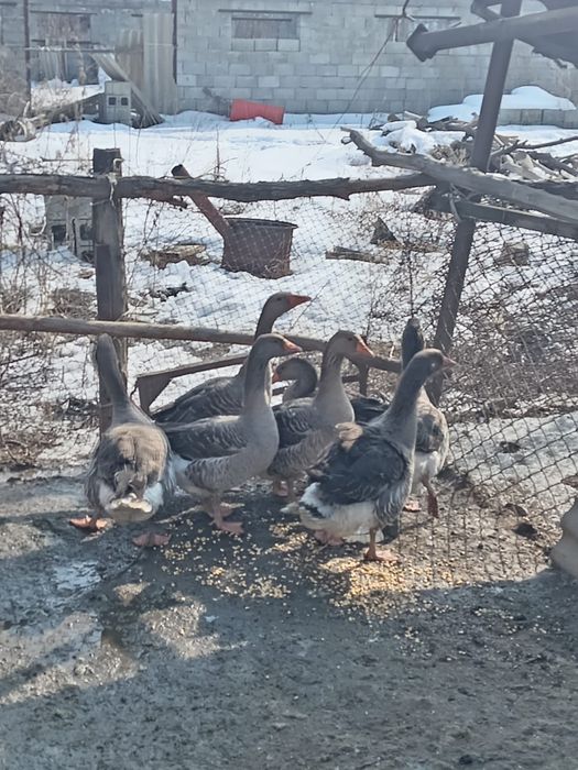 Продам гусей 2 шт самцы 10тыс за одного