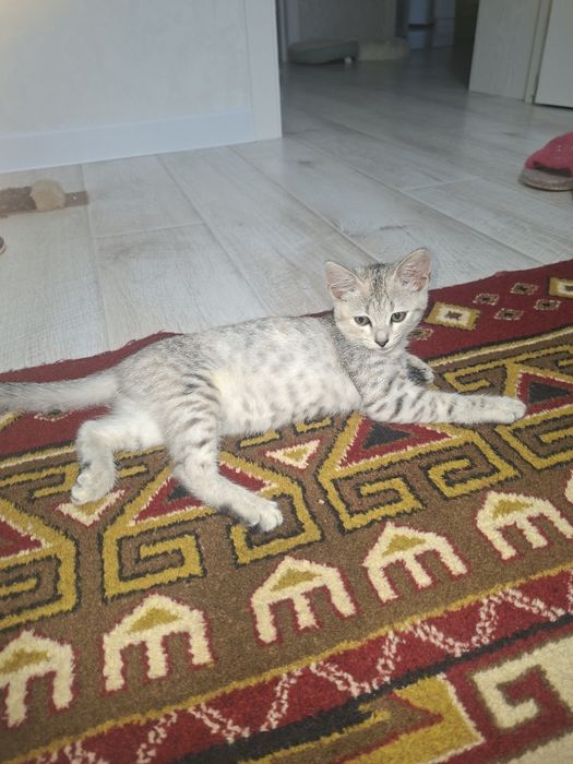 Отдам котят в добрые руки мальчика и девочку