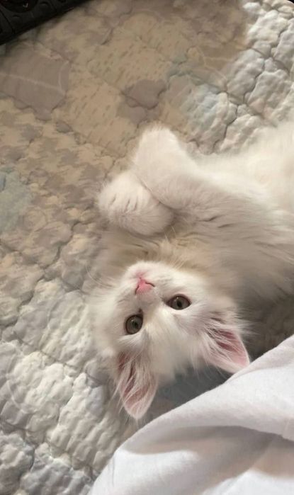 Продам белоснежных котят от правильной вязки