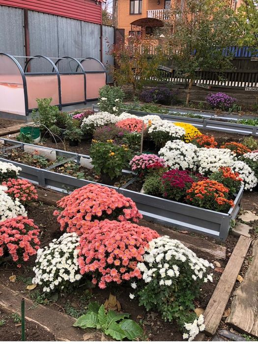 Красивые цветы для вашего сада