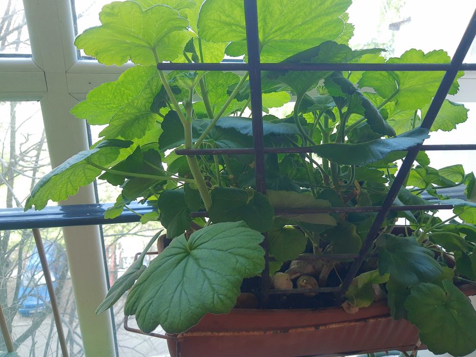 Цветя,мушкато,палма,дърво на живота,растения,готови за декорация,отгле